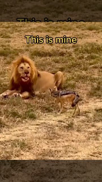 León contra chacal #animales #salvajes #león #chacal смотреть онлайн