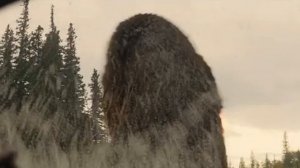 Хищник:  Добыча - Хищник против медведя