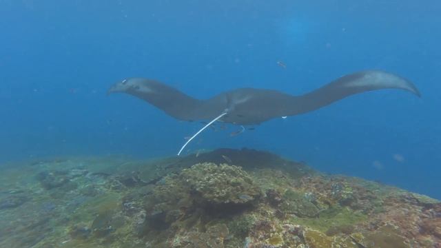 Giant Manta Ray Manta Point Nusa Penida смотреть онлайн