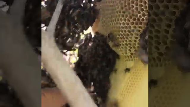 нашол интересное видео про пчел как вам такие пчелы . смотреть онлайн