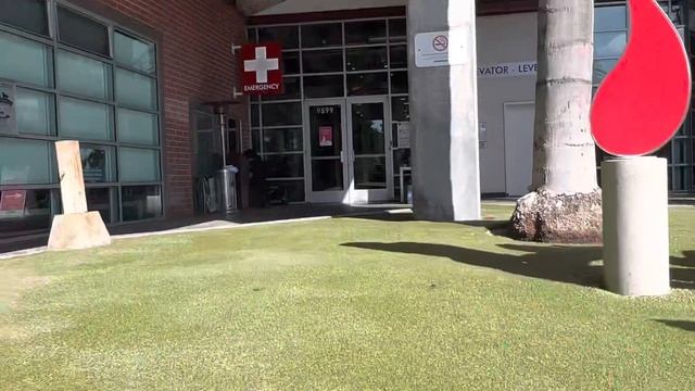 Baby Sheldon & Baby Burmese Tortoise at hospital 🏥❤️ смотреть онлайн