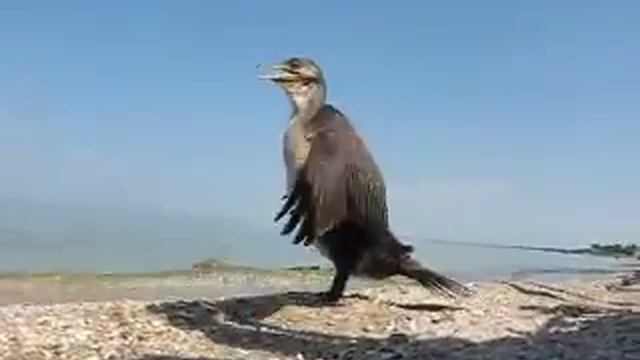 Крутой баклан на отдыхе 5)) смотреть онлайн