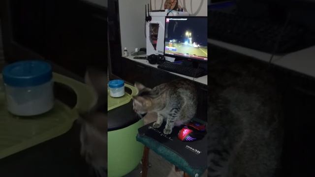 Кошка Мышка и картошка смотреть онлайн