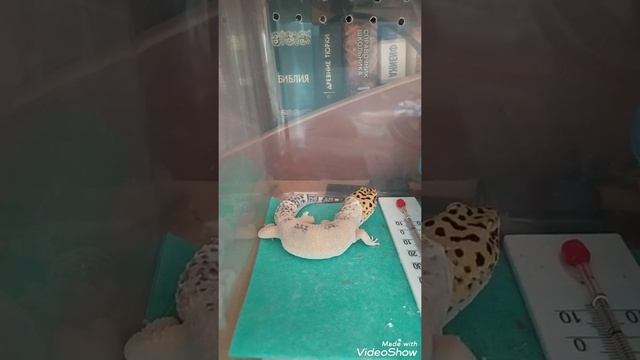 Линька Дракона 🦎