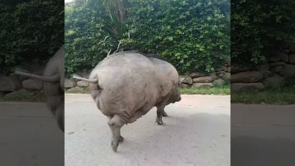 Жирная свинья на острове ко ЧАНГ 2020 год.