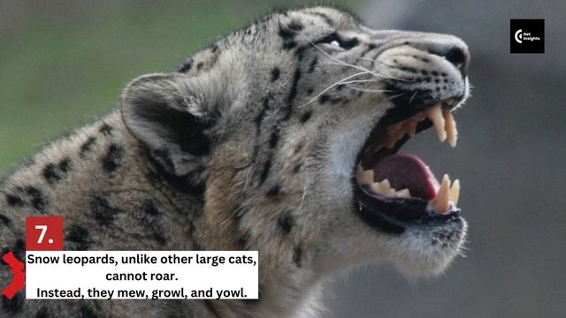 Elusive Wild Cat: Top Facts About Snow Leopards смотреть онлайн