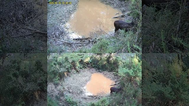 Campark TC26 4G LTE 1080P Dual Lens Trail Camera with 6W Solar Power Panel Victoria 31/01/2024 смотреть онлайн