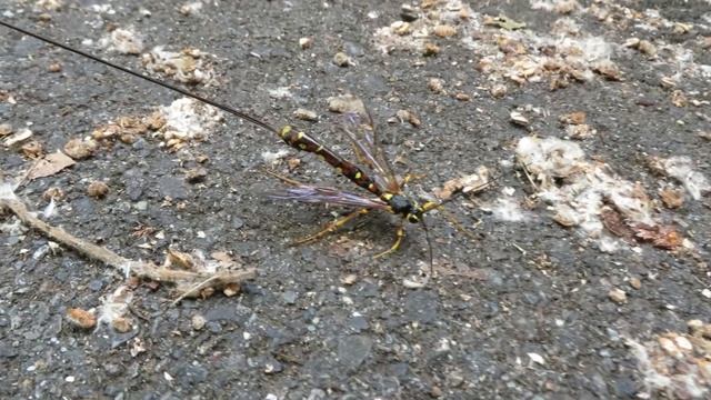 Megarhyssa nortoni huge scary looking wasp trying to poke me with its ovipositor 280 0918 смотреть онлайн