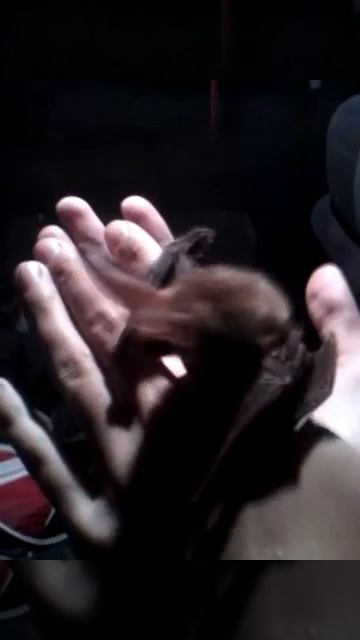 Маленькая летучая мышка. КРЫМ) смотреть онлайн