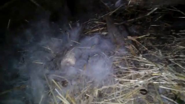 кролики смотреть онлайн