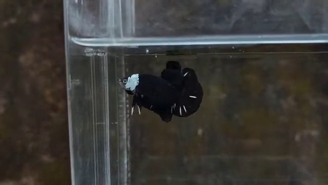 black mamba betta fish premium quality betta fish #hindi #tamil#telugu #malayalam #viral #shorts смотреть онлайн