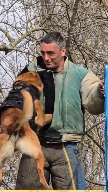 🚔Police dog training. Malinois attack. #GUARDODESSA Detention of the intruder. Odessa. Ukraine смотреть онлайн
