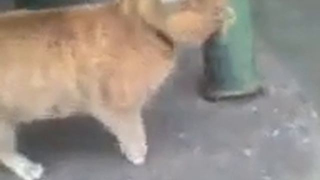 Возмущенный кот смотреть онлайн