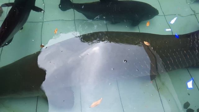 Arapaima Gigas In My Fish Pond смотреть онлайн