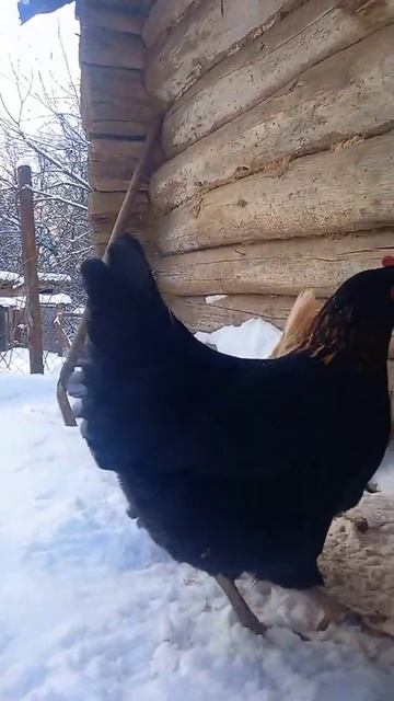 Зимние будни в деревушке.))семья в деревне смотреть онлайн