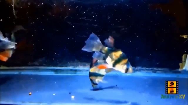 10 Tiger Barb Varieties смотреть онлайн