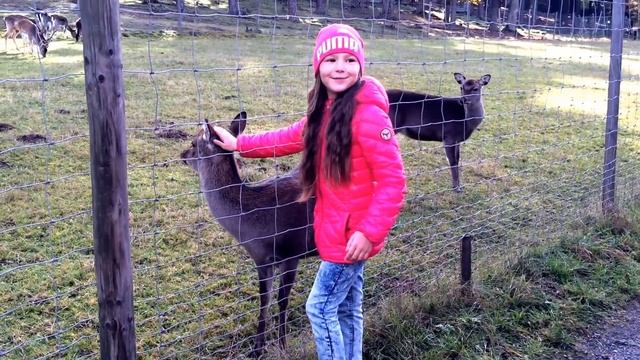 В заповеднике! или Ручные олени :) смотреть онлайн