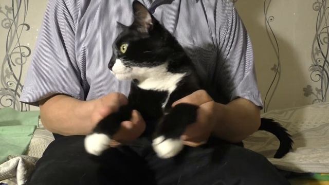 This cat loves lambada смотреть онлайн