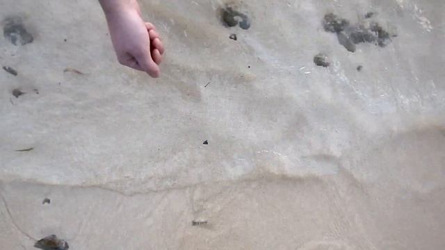 Puerto Rican sand crab, Emerita portoricensis смотреть онлайн