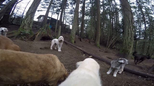 Animal Magnetizm Dog Daycare 2/3/16 смотреть онлайн