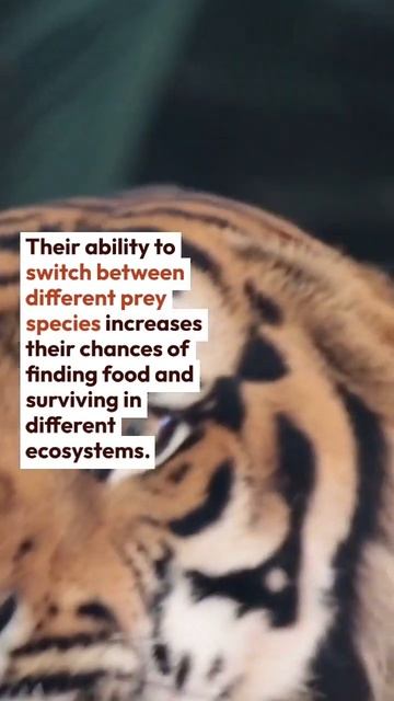 Are Tigers Batter Survivor Then Other Cats ? Find Answer смотреть онлайн