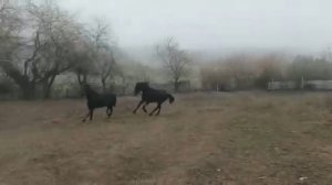 Кабардинская порода лошадей