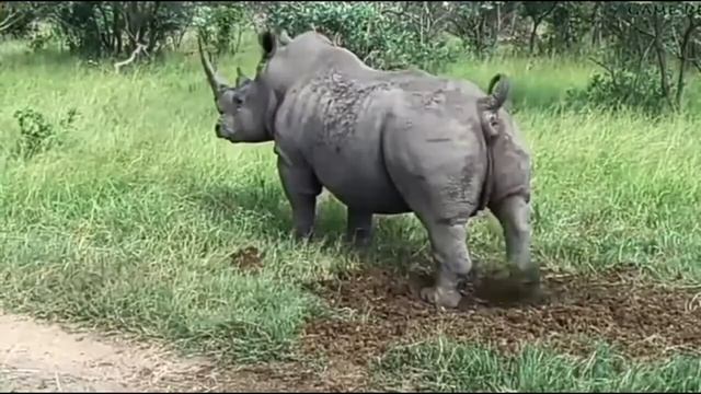 Бегемот срёт 1 час под дапстеп 💀