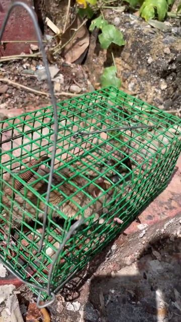 Крыса в крысоловке🐀 вот так ловят крыс в городе Галле смотреть онлайн