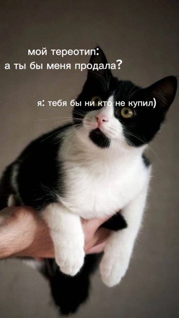 писать нечего^^ #квадробика #cat #спорт #териан смотреть онлайн