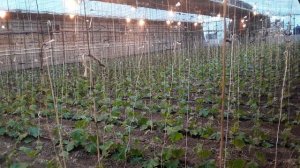 Огурец Мамлюк. 32 дня от всходов. #огурцывтеплице #subscribe