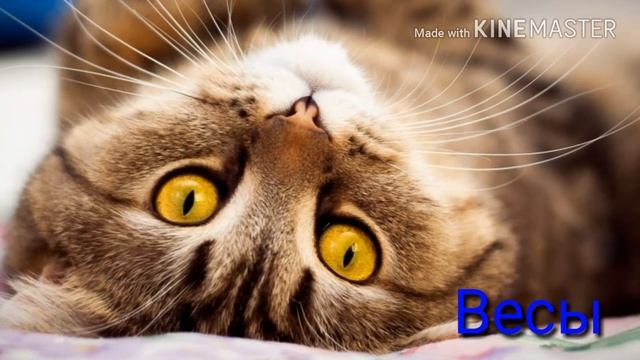 Гороскоп кошек//Пиши в комментариях кто ты по знаку зодиака//Furry Lynx// смотреть онлайн