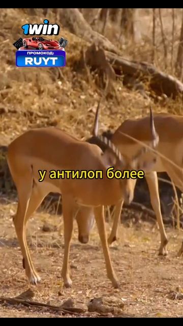 Заметили леопарда большого размера #животные #animals #shorts смотреть онлайн