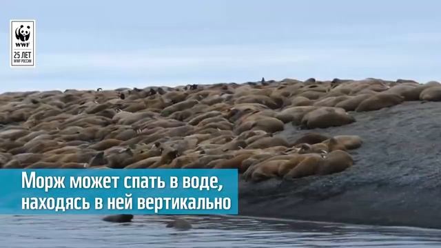 Твоя жизнь, если ты... МОРЖ смотреть онлайн