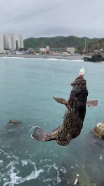 아침엔 우럭! смотреть онлайн