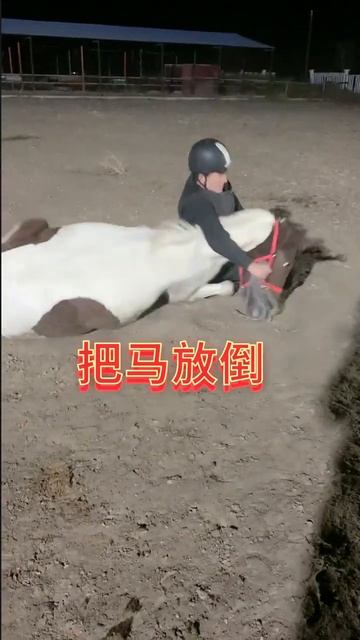 Horse mating cute - Most breeding horse смотреть онлайн