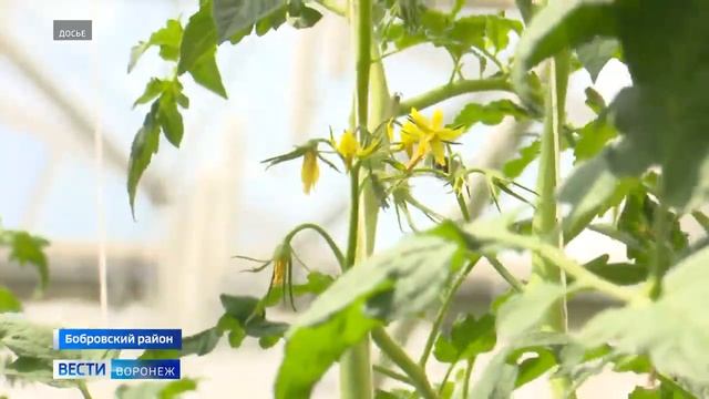 В Бобровском районе заложили камень в основание нового тепличного комплекса смотреть онлайн