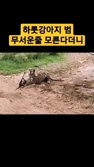 собака против тигра dog vs tiger# смотреть онлайн