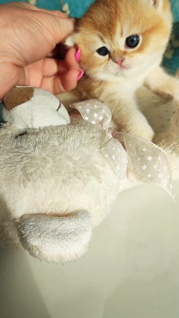 Британский короткошерстный котенок золотая шиншилла Бетти. Окрас: черный золотой затушеванный. смотреть онлайн