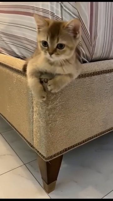 Котик застрял #shorts смотреть онлайн