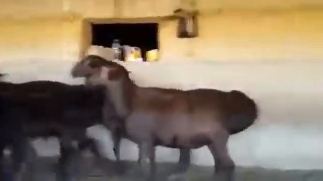 Гисариский кучкорлар 🐏🐑 смотреть онлайн