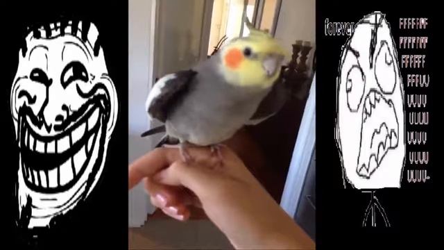 ДАБСТЕП ОТ ПОПУГАЯ (УГАР-КРУТО) смотреть онлайн