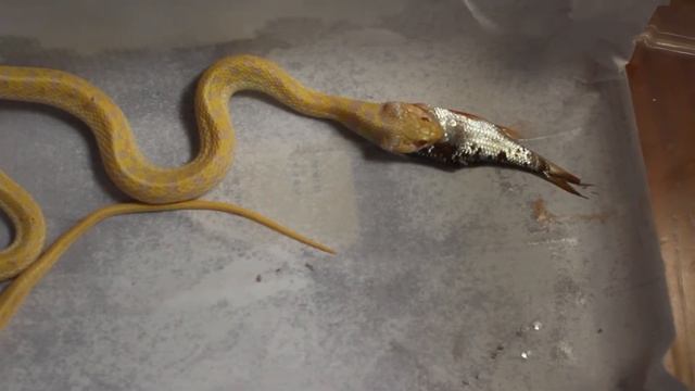 thamnophis marcianus кормление смотреть онлайн