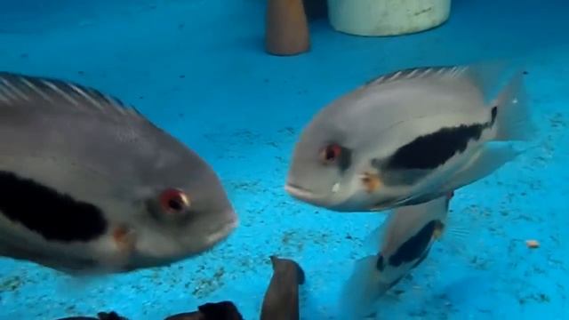 CICLÍDEO UARÚ REPRODUTOR (UARU AMPHIACANTHOIDES) смотреть онлайн