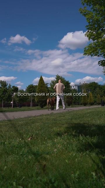 Прогулка #собака #животные #топ #собаки #любовь #кино смотреть онлайн