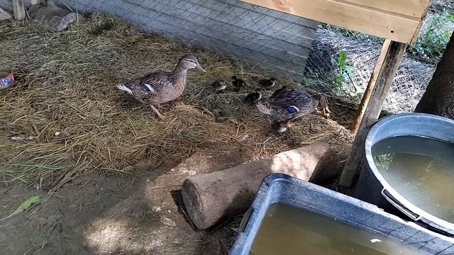 Утки-кряквы и их утята смотреть онлайн