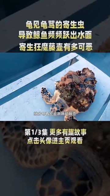 1/3 寄生在鲸鱼的隐私部位，导致鲸鱼浑身瘙痒，藤壶究竟有多可恶 #藤壶 #海龟 #鲸鱼 #寄生 смотреть онлайн