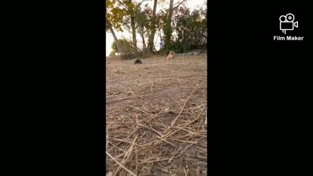 Кошачий дрифт смотреть онлайн