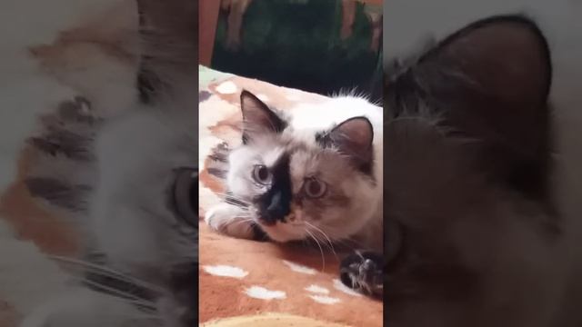 Доброе утро всем от сиамской кошки Боньки. смотреть онлайн