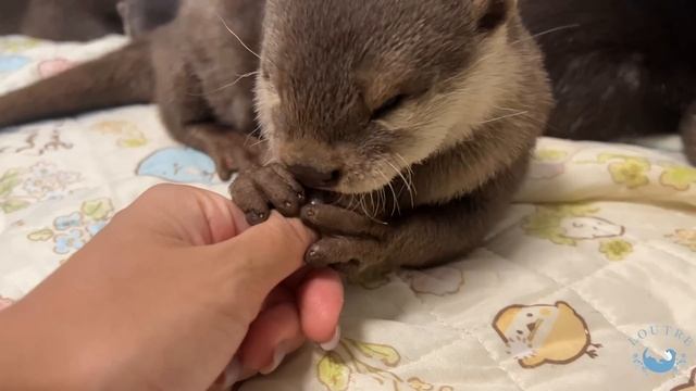 Otter's Adorable Punch! смотреть онлайн