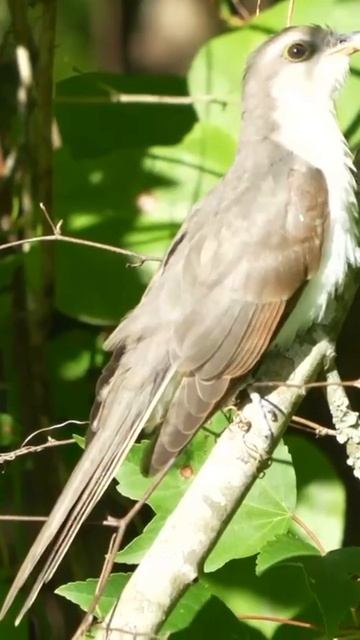Yellow-billed cuckoo смотреть онлайн